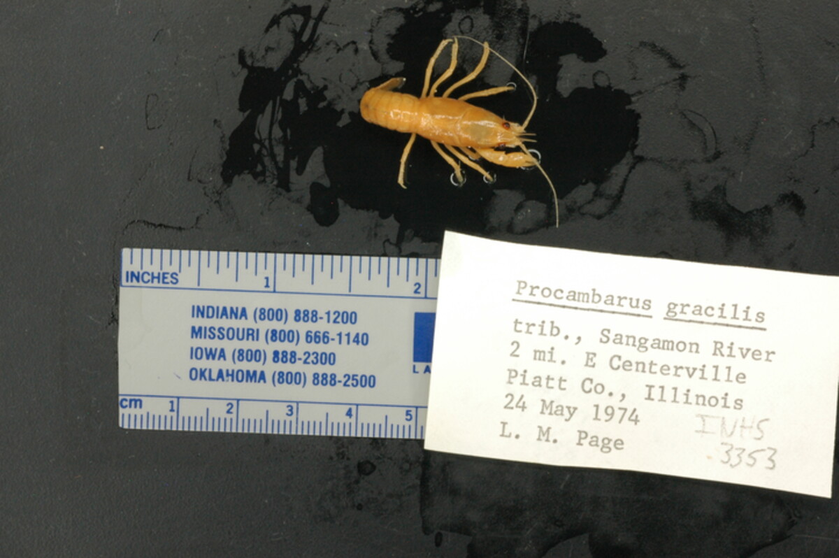 Procambarus gracilis image